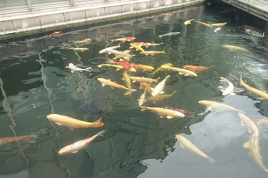 中心の池にいる鯉